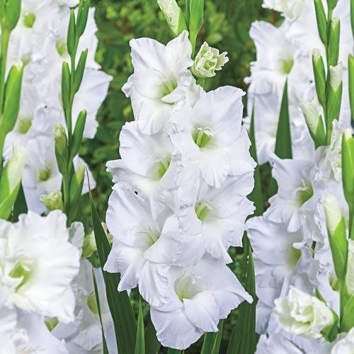 Gladioli White Prosperity - 5 Bulbi Fioral (2494430)