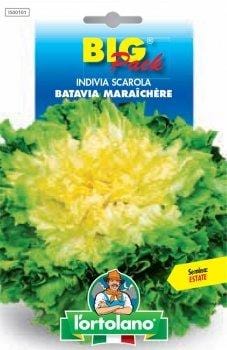 Indivia Scarola Batavia Maraichere - Semi Big Pack - L'Ortolano L'Ortolano (2494747)