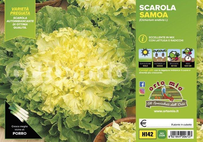 Indivia scarola bionda a cuore pieno Samoa - 9 piante - Orto Mio Orto Mio (2494749)