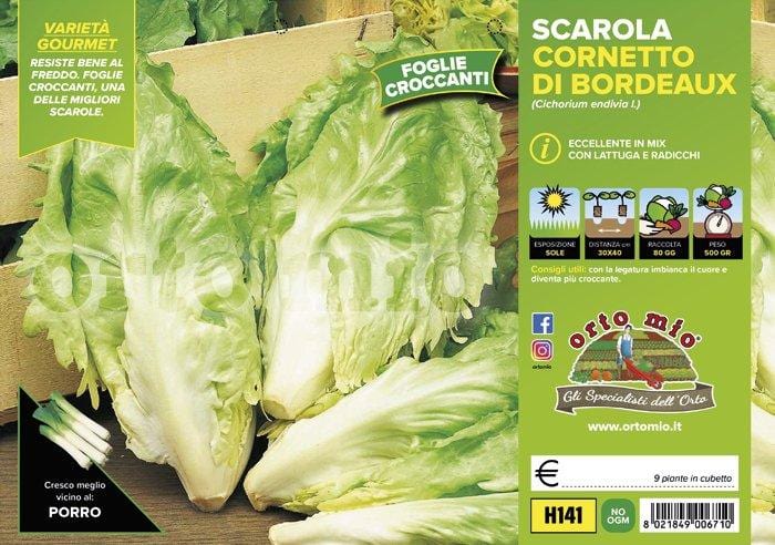 Indivia Scarola Cornetto di Bordeaux - 9 piante - Orto Mio Orto Mio (2494750)