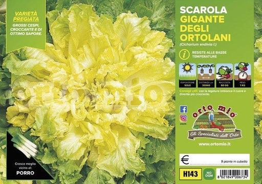 Indivia scarola gigante degli ortolani Torino - 9 piante - Orto Mio Orto Mio (2494752)
