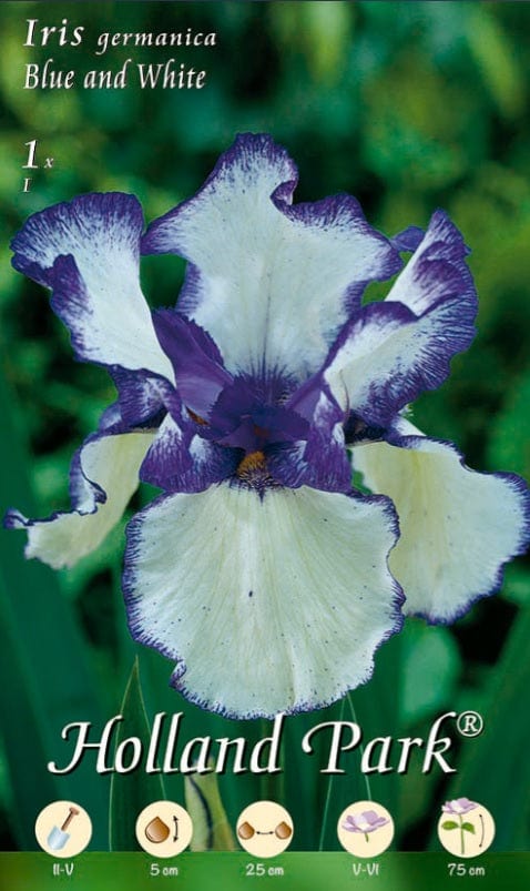 Iris Germanica blu e bianca - 1 bulbo da fiore Fioral