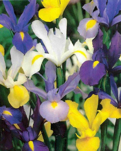 Iris Hollandica Mixed - Confezione da 10 bulbi Fioral (2494828)