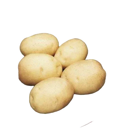 Kennebec Patate da Seme MillStore (2494867)