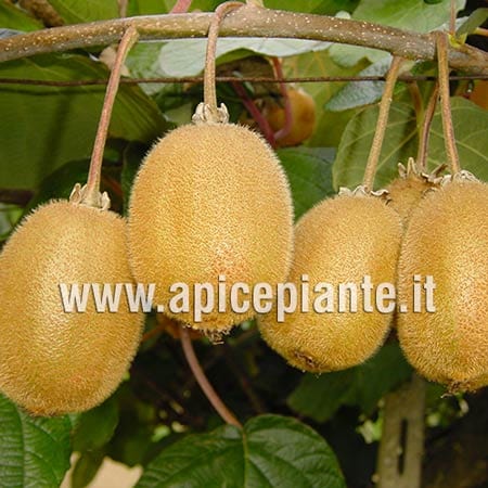 Kiwi Tomuri Maschio - V. 20 cm - Apice Piante Apice piante (2494888)