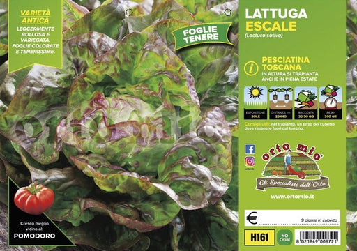 Lattuga 4 stagioni Soliflore - 9 piante - Orto Mio Orto Mio (2495121)