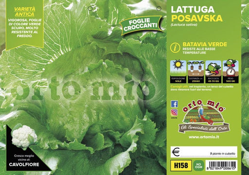 Lattuga batavia verde Posavka - 9 piante - Orto Mio Orto Mio (2495125)