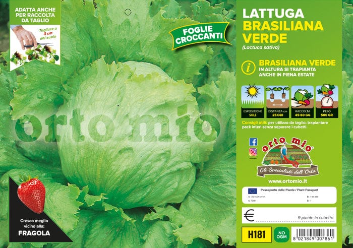 Lattuga brasiliana verde Great Lakes (var. Masaida) - 9 piante - Orto Mio Orto Mio (2495127)