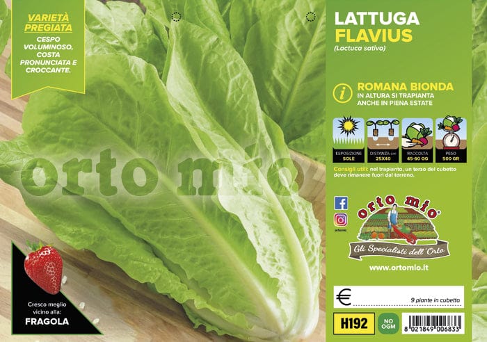 Lattuga romana bionda Flavius - 9 piante - Orto Mio Orto Mio (2495144)