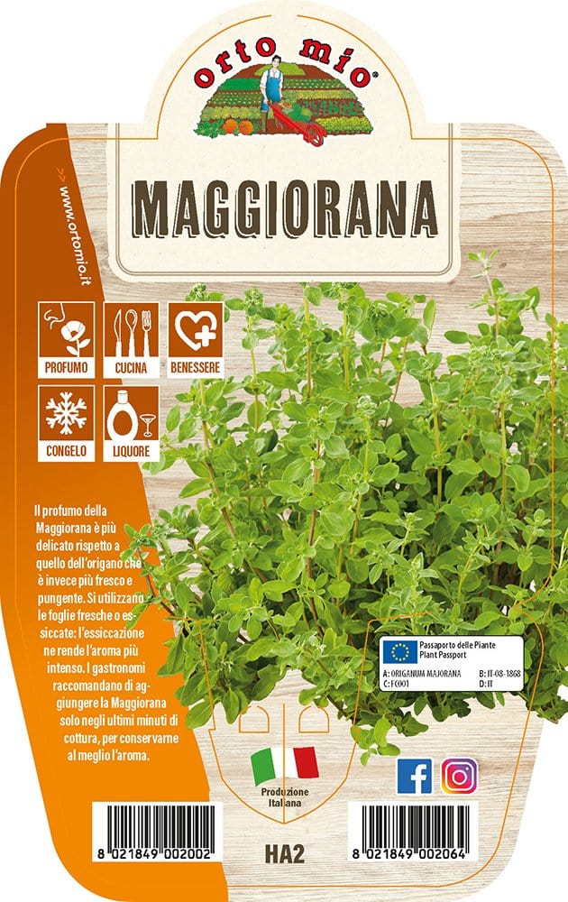 Maggiorana - 1 pianta v.14 cm - Orto Mio Orto Mio (2495304)
