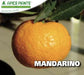 Mandarino - v. 24 cm - Apice Piante Apice piante (2495394)
