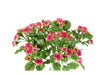 Mazzo di rose piccole fuxia - 20x30 cm Blumissima (2495558)