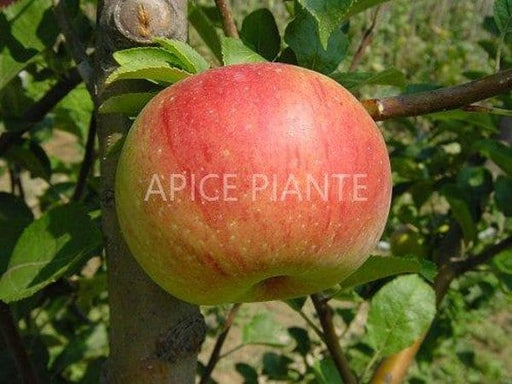 Melo Annurca - v. 20 cm - Apice Piante Apice piante (2495591)