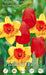Miscela Tulipani rossi e Narcisi gialli - 10 bulbi Fioral (2495703)