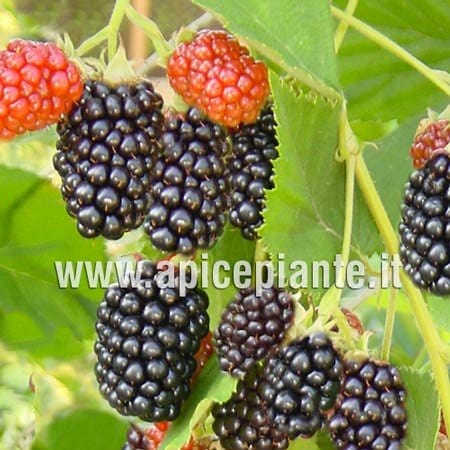Mora Arapaho gigante senza spine precoce - V.18 x 13 cm - Apice Piante Apice piante (2495794)