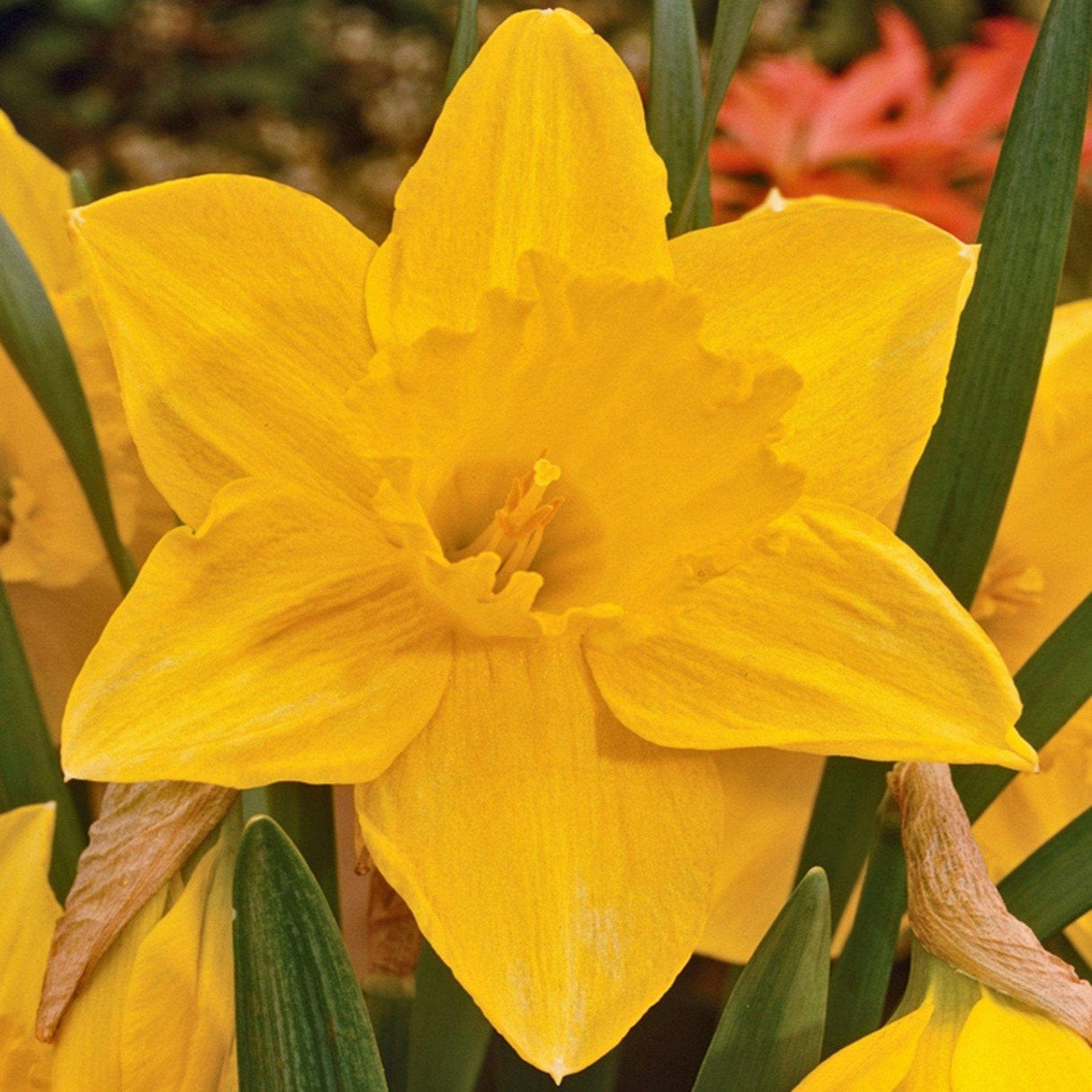 Narciso Large Cupped Carlton - 5 bulbi Fioral (2495864)