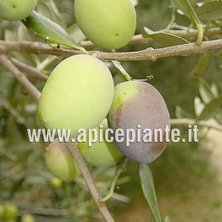 Olivo Ascolana Tenera 3 Anni - Vaso 20 cm - Apice Piante Apice piante (2496394)