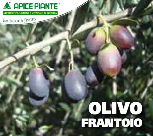 Olivo Frantoio - 2 Anni - v. 13 x 13 cm - Apice Piante Apice piante (2496395)