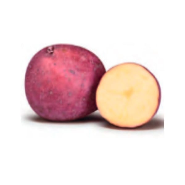 Patate da seme rosse Kuroda - L'ortolano Kg. 3 - Busta L'Ortolano (2496612)