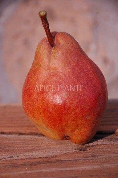 Pero William Rosso - v. 20 cm - Apice Piante Apice piante (2496753)