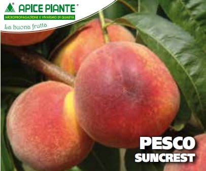 Pesco Suncrest - v. 20 cm - Apice Piante Apice piante (2496766)