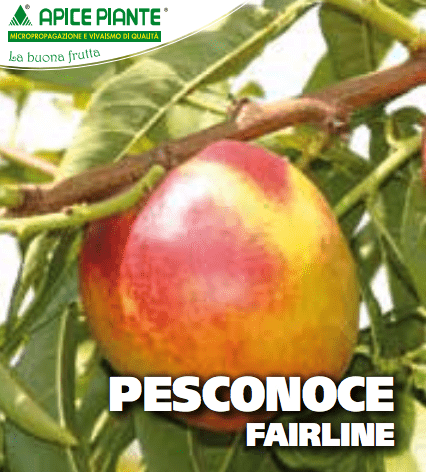 Pesconoce Fairlane - v. 20 cm - Apice Piante Apice piante (2496768)