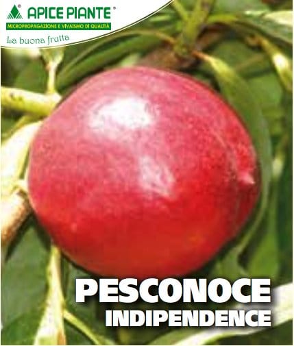 Pesconoce Indipendence - v. 20 cm - Apice Piante Apice piante (2496770)