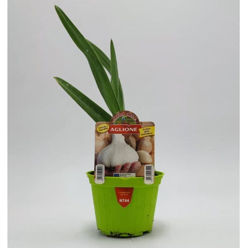 Pianta di Aglione Aglio della Val di Chiana Elephant Garlic - 1 pianta v.10 cm - Orto Mio Orto Mio (2496873)