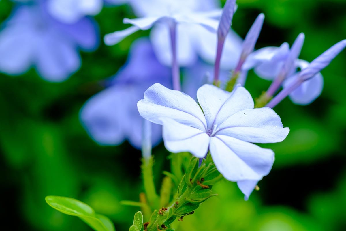 Plumbago Capensis - 1 pianta v.17 cm MillStore (2496973)