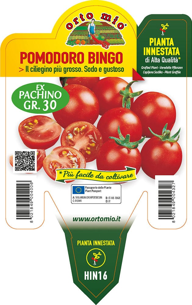 Pomodoro Ciliegino Bingo F1 - 1 pianta Innestata v.14 cm - Orto Mio Orto Mio (2497008)