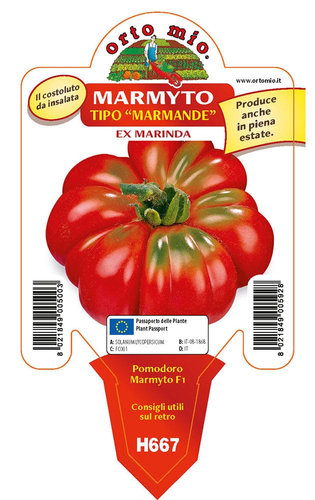 Pomodoro costoluto marmande Marmyto F1- Vaso Cm.10 - Orto Mio Orto Mio (2497030)