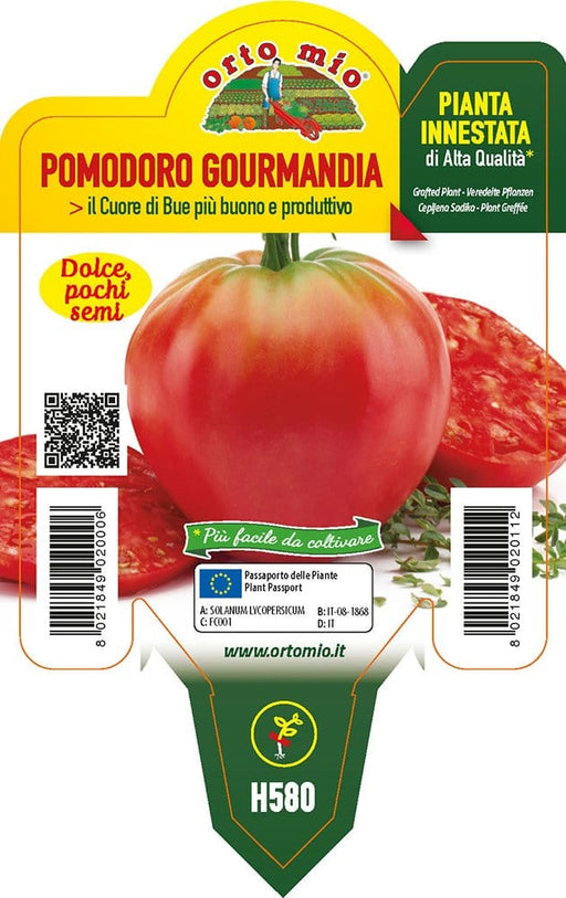 Pomodoro Cuor di Bue classico Gourmandia F1 - 1 pianta innestata v.10 cm - Orto Mio Orto Mio (2497035)