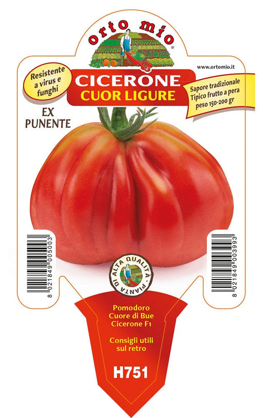 Pomodoro Cuor Ligure Cicerone F1 (ex Punente) - 1 pianta v.10 cm - Orto Mio Orto Mio (2497037)