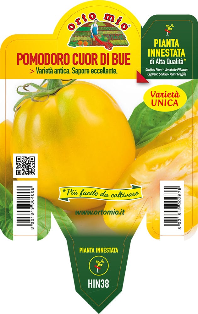 Pomodoro cuore giallo Cuore di Jesi - 1 pianta innestata v.14 cm - Orto Mio Orto Mio (2497041)