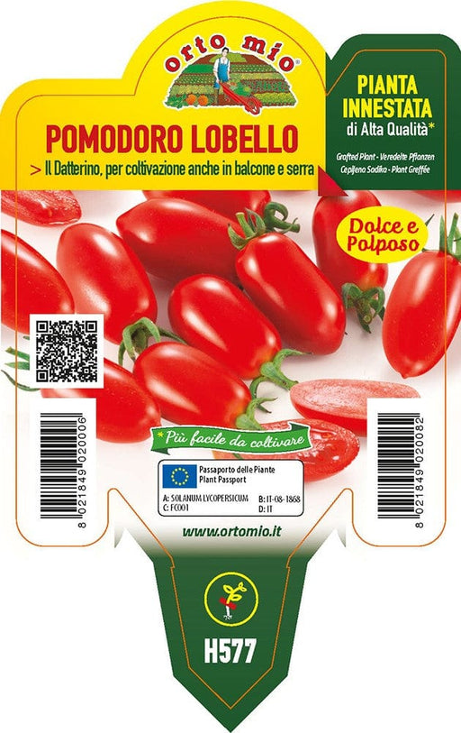 Pomodoro Datterino Lobello F1 - 1 pianta innestata v.10 cm - Orto Mio Orto Mio (2497061)