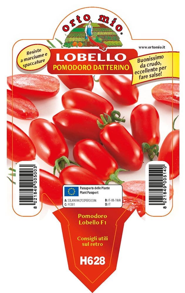 Pomodoro Datterino Lobello F1 - In Vaso v.10 cm - Orto Mio Orto Mio (2497064)