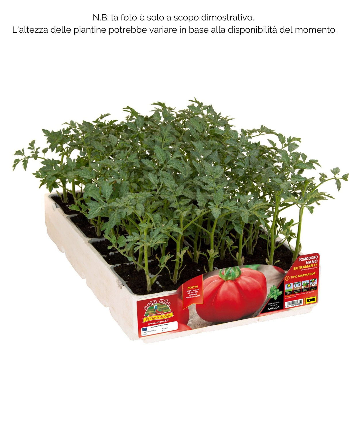 Pomodoro Marmande nano var Extramar F1 - 6 piante - Orto Mio Orto Mio