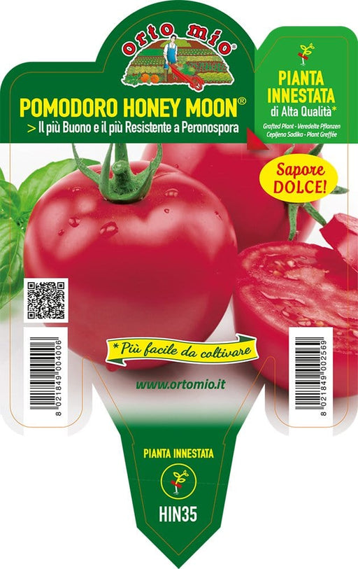 Pomodoro Tondo Honey Moon F1 Innestato - 1 pianta vaso 14 cm - Orto Mio Orto Mio (2497136)