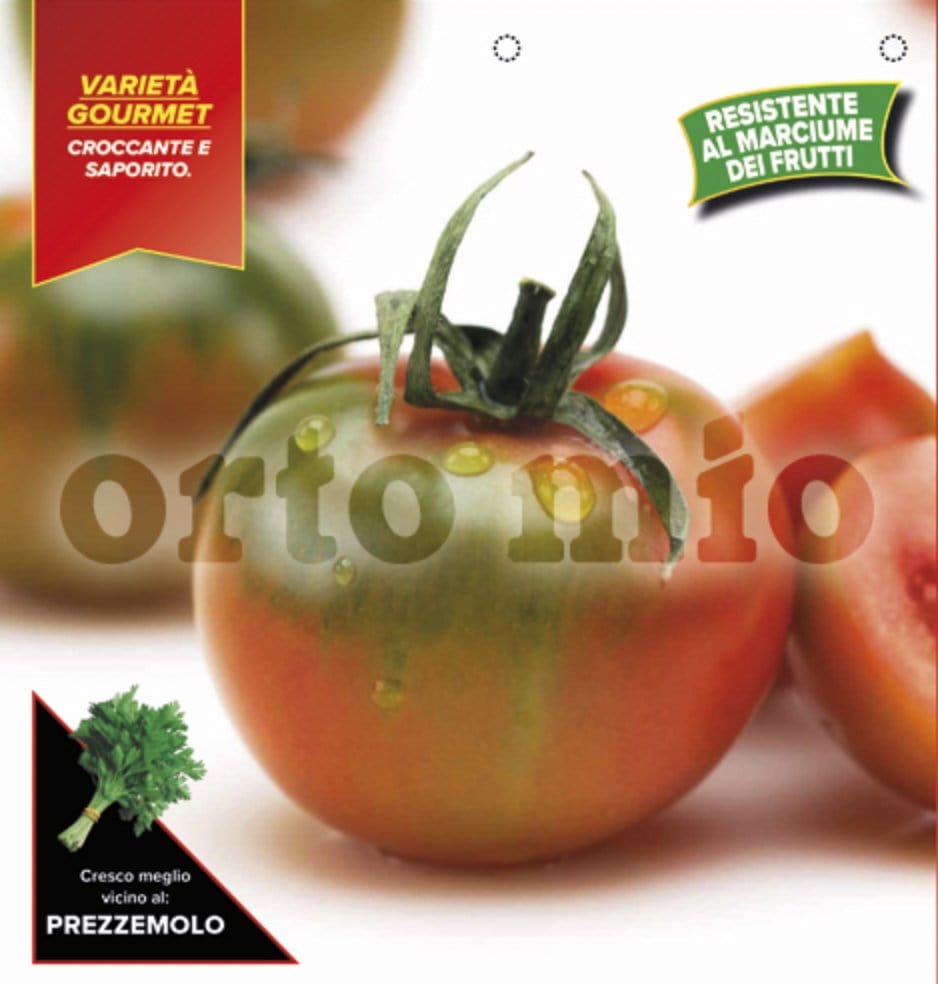 Pomodoro tondo sardo Reginella F1 - 1 pianta v.10 cm - Orto Mio Orto Mio (2497137)