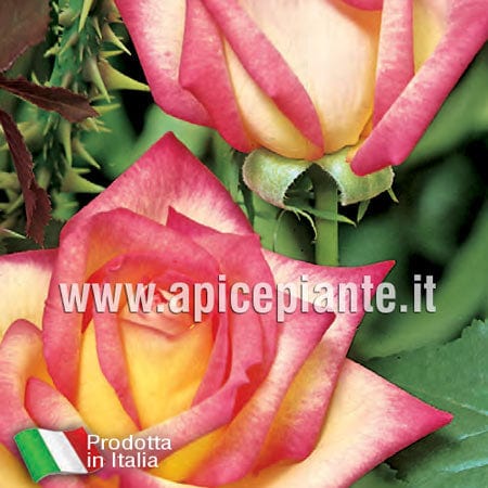 Rosa cespuglio Cordes Perfecta - Giallo-Fucsia - v.15 x 15 cm Apice piante (2497851)
