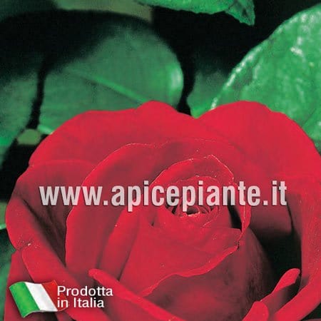 Rosa cespuglio Dama di Cuori - Rosso Brillante - v.15 x 15 cm Apice piante (2497852)