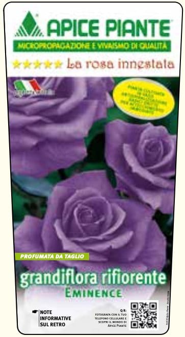 Rosa cespuglio Eminence - Viola Scuro - v.15 x 15 cm Apice piante (2497853)
