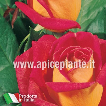 Rosa cespuglio Gioia - Rosa - Giallo - v.15 x 15 cm Apice piante (2497854)
