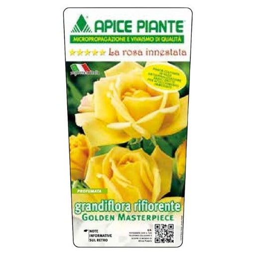 Rosa cespuglio Golden Masterpiece - Giallo - v.15 x 15 cm Apice piante (2497855)