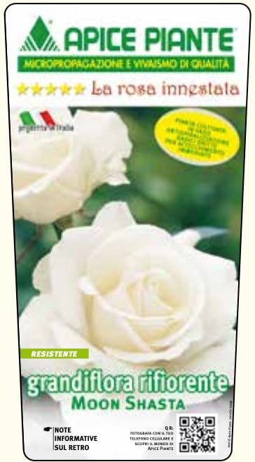 Rosa cespuglio Moon Shasta - Bianco - v.15 x 15 cm Apice piante (2497858)