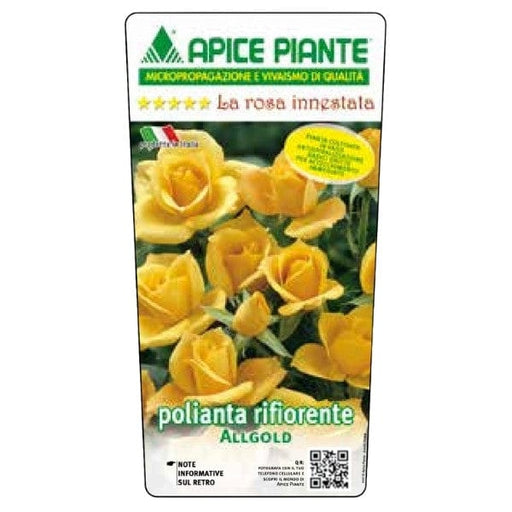 Rosa Polyantha Allgold - Giallo - v.15 x 15 cm Apice piante (2497863)