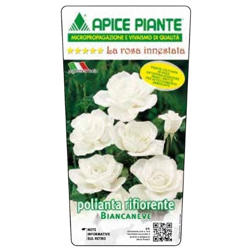 Rosa Polyantha Biancaneve - Bianco - v.15 x 15 cm Apice piante (2497864)