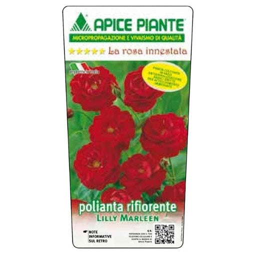 Rosa Polyantha Lilly Marleen - Rosso - v.15 x 15 cm Apice piante (2497866)