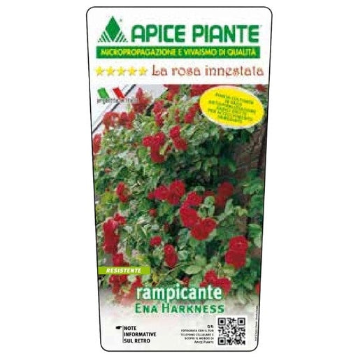 Rosa rampicante Ena Harkness - Rosso - v.18 x 22 cm Apice piante (2497869)