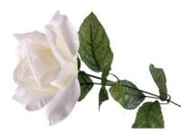 Rosa singola - 50 cm - Bianca Blumissima (2497874)